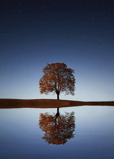 Tree and the night sky